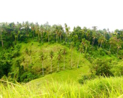 camphuan-trail-ubud-bali.jpg