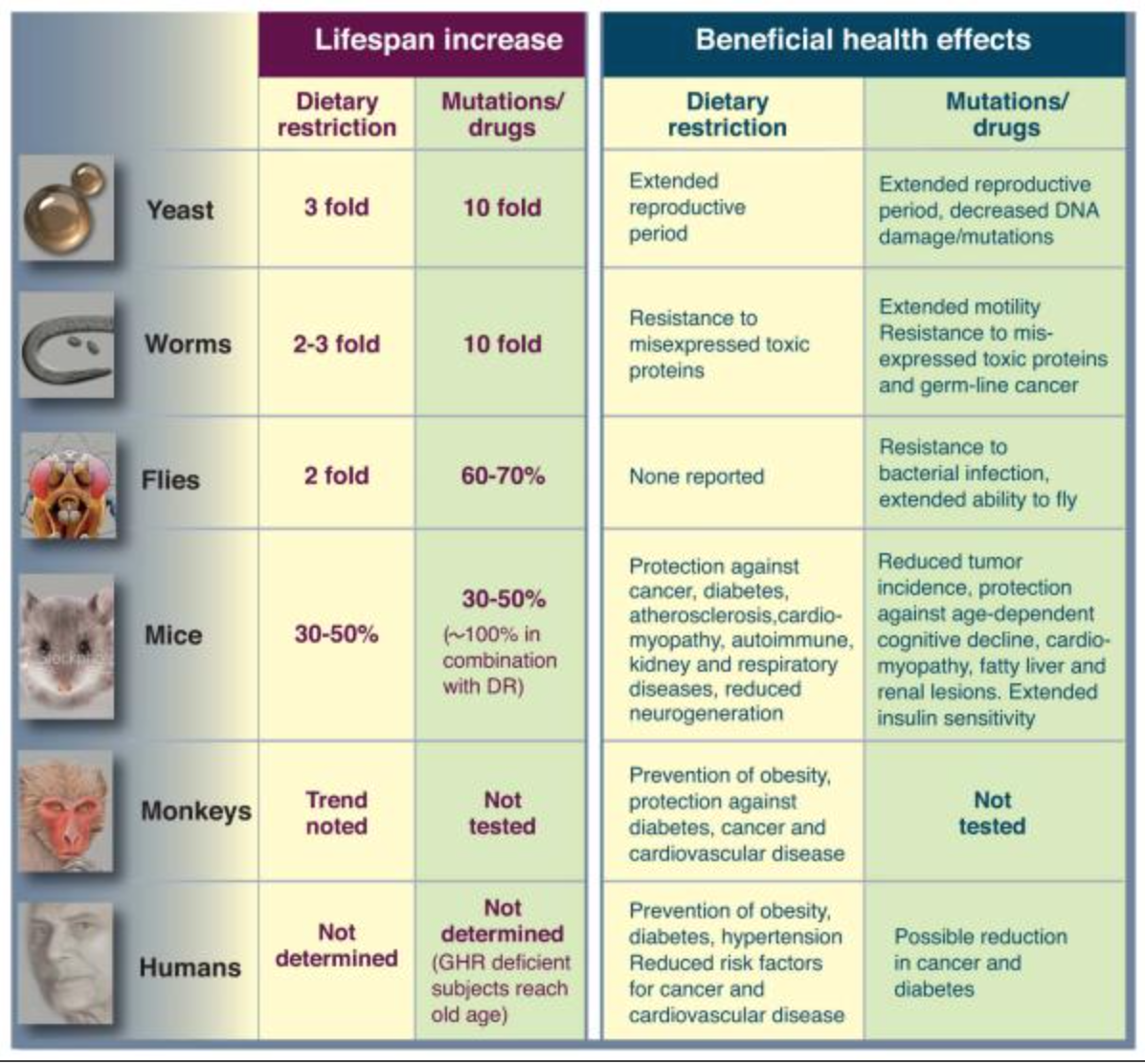 nutrient sensing pathways and fasting mimicking diets