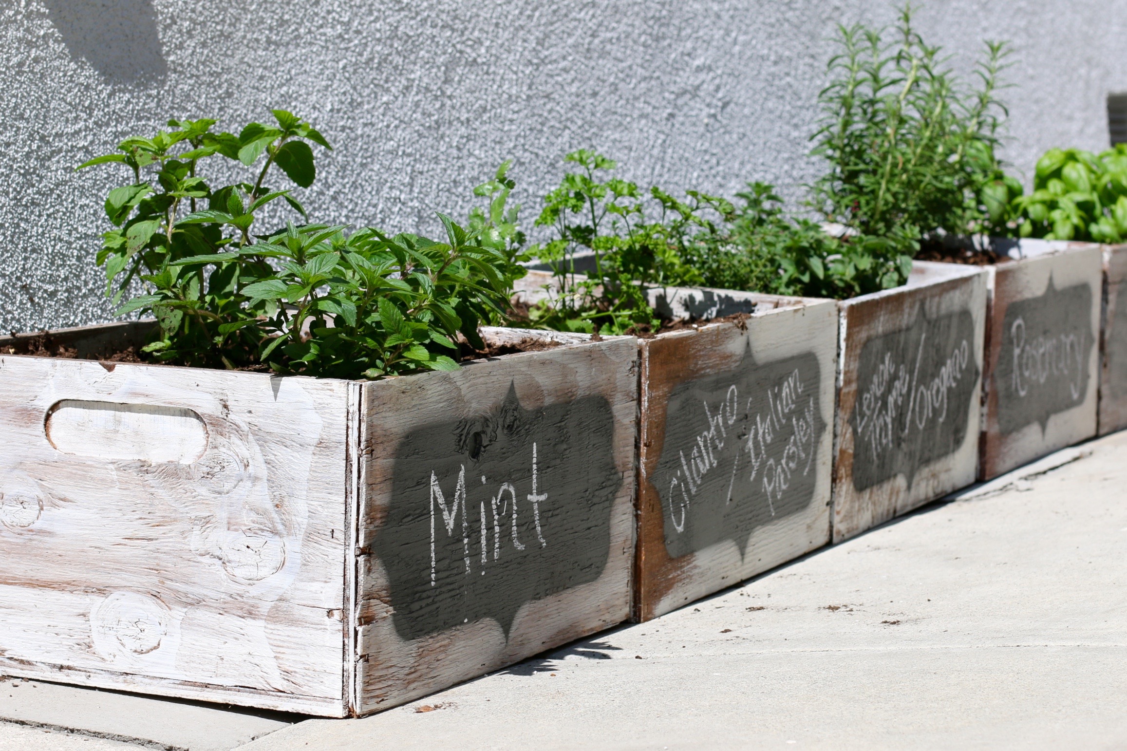 how to start an herb garden