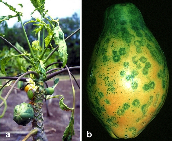 ringspot virus papaya