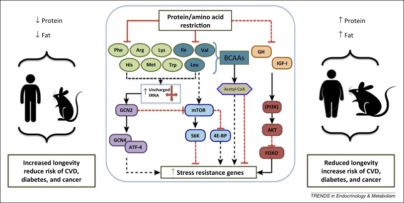 protein restriction
