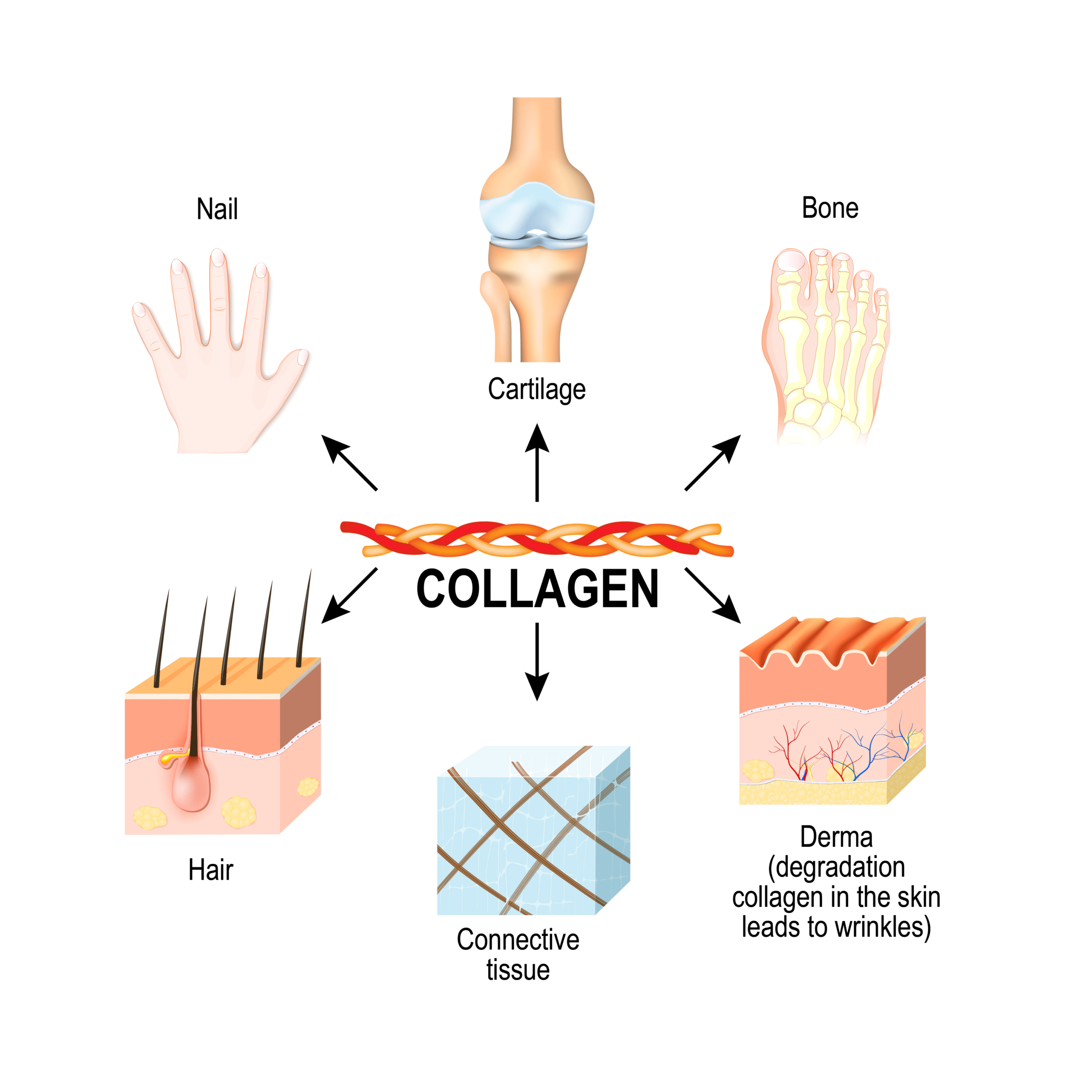 Collagen in the body