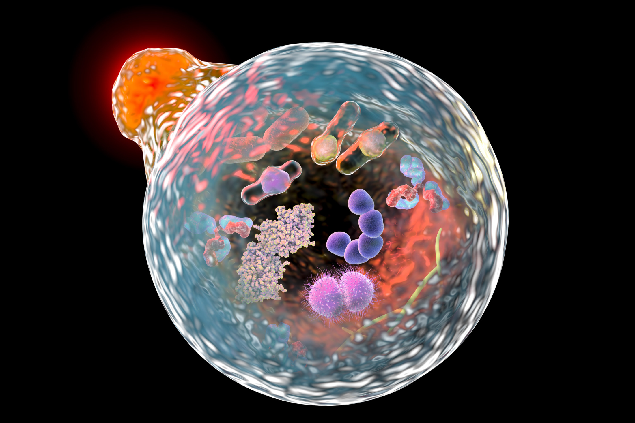 autophagy in a cell